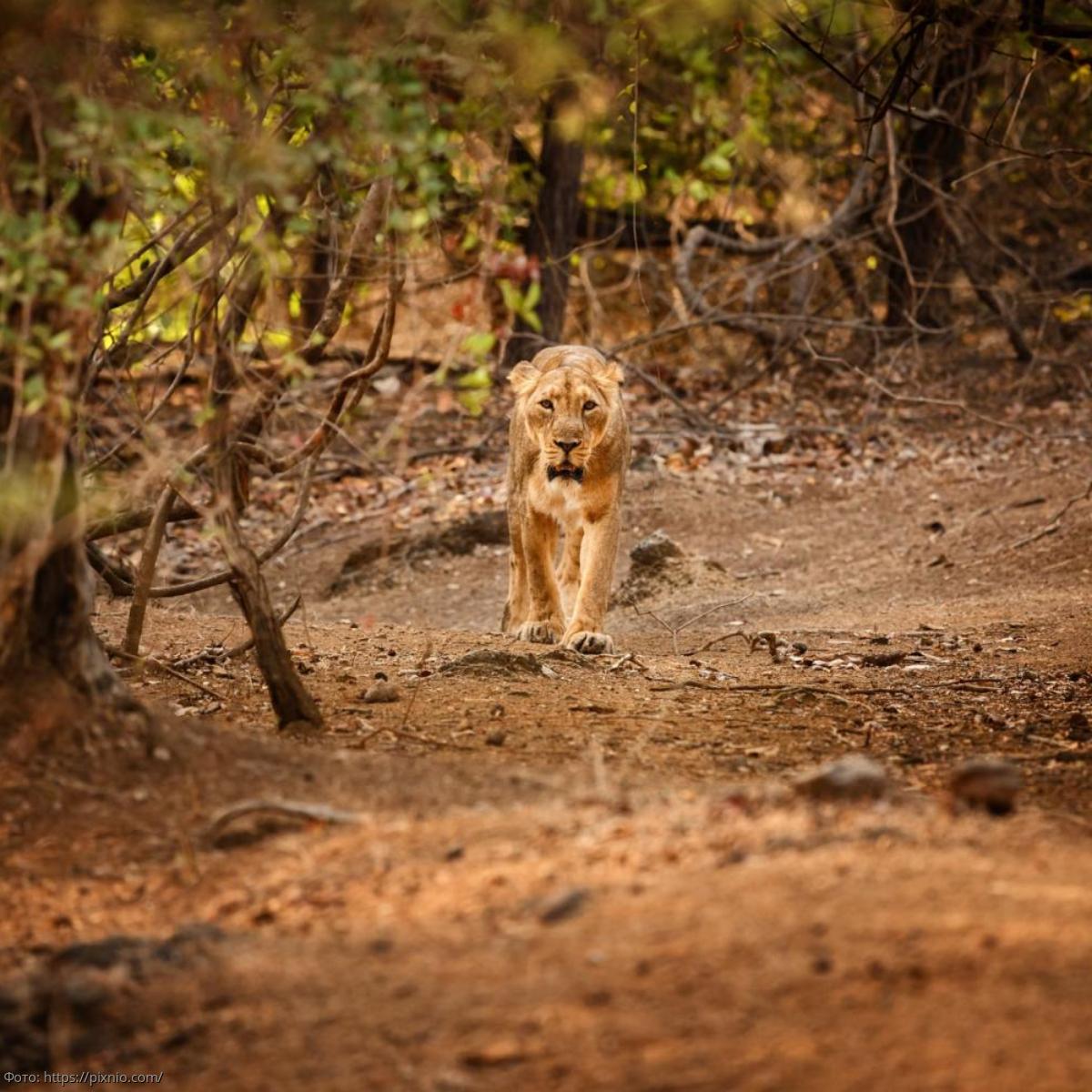 Звери в опасности: индийский Сасан Гир – последний бастион азиатских львов