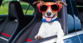 Без нервов и паники: Как путешествовать с собакой на машине