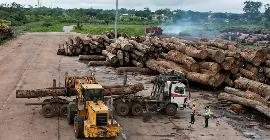 Вырубка тропических лесов Амазонки в Бразилии – крупнейшая за 15 лет