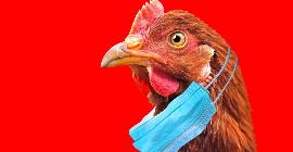 В Великобритании обнаружили редкую передачу птичьего гриппа H5N1 человеку