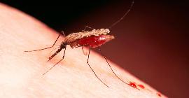 Опасные убийцы насекомых: К каким последствиям приведет полное истребление комаров?
