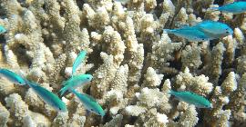 Австралия признала еще одно масштабное обесцвечивание Большого Барьерного рифа