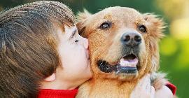 Всплеск гепатита у детей связывают с собаками, но доказательства слабые