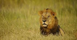 Любители человеческого мяса: встречи со львами-людоедами