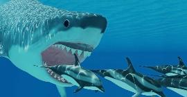 Как большие белые акулы перехитрили огромного мегалодона и впервые стали править океанами 3 миллиона лет назад