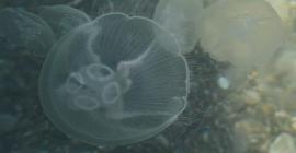 Огромная масса медуз заполнила море у побережья Израиля