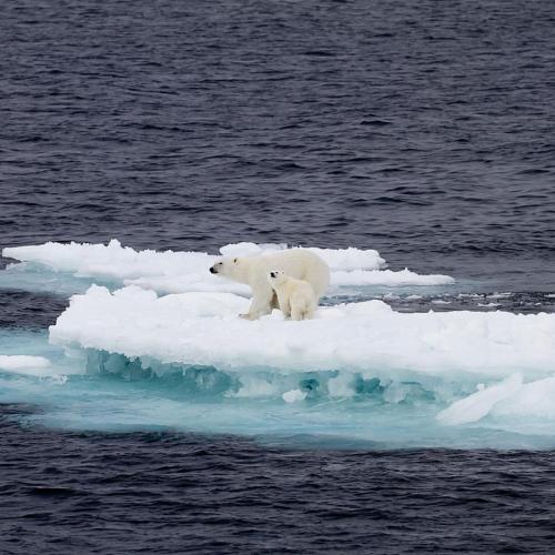 Арктика нагревается почти в четыре раза быстрее, чем остальной мир – новое исследование