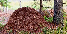 Ученые попытались подсчитать, сколько муравьев живет в мире