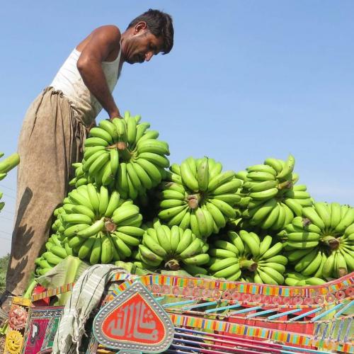 Опасная банановая болезнь: продовольственная безопасность Африки под угрозой