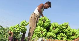 Опасная банановая болезнь: продовольственная безопасность Африки под угрозой