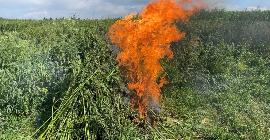 В Минеральных Водах уничтожили 3,5 тонны марихуаны