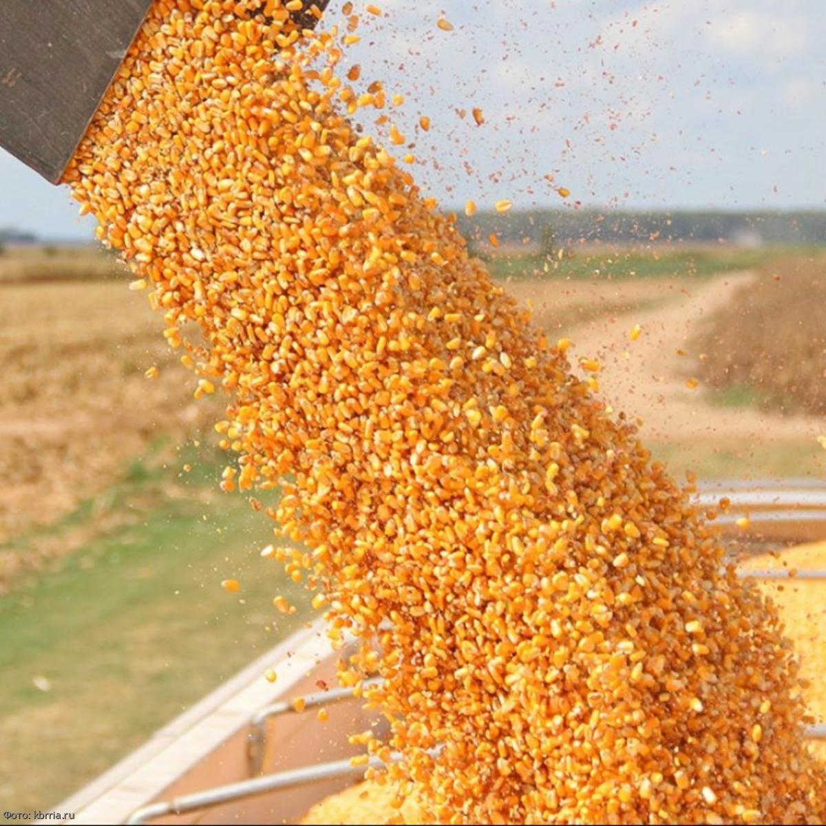 На полях Минераловодского округа полным ходом идет уборка кукурузы