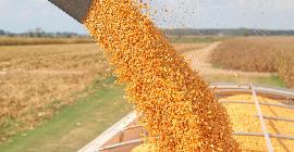 На полях Минераловодского округа полным ходом идет уборка кукурузы