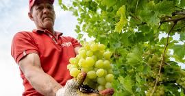 В рамках поручения Президента РФ поддержка виноградарства на Ставрополье в 2023 году вырастет почти вдвое