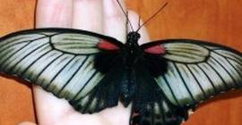 Американские ученые разработали гель для лечения «болезни крыльев бабочки»: первые результаты ошеломляют