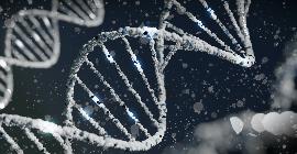 Ученые отредактировали геном сома и вставили ген аллигатора
