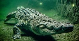 Секретное оружие морских крокодилов может помочь нам в борьбе с инфекциями
