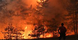Экстремальные лесные пожары превращают лесную экосистему из поглотителя углерода в чистый источник выбросов