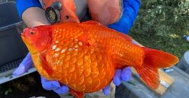 Рекам и водохранилищам Канады грозит нашествие гигантских золотых рыбок