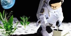 Можно ли выращивать растения на Луне?