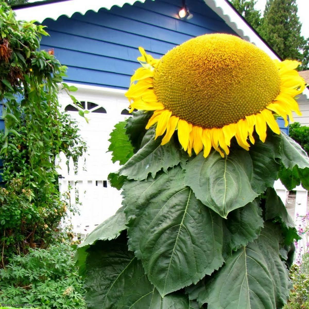 Подсолнечник растет. Sunflower Mongolian giant. Подсолнух гигант Узнезя. Подсолнухи в огороде. Гигантские декоративные Подсолнухи.