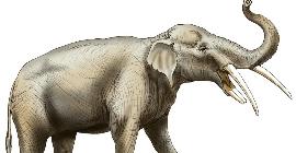 Палеонтологи обнаружили «кладбище слонов» возрастом 5,5 млн лет на севере Флориды