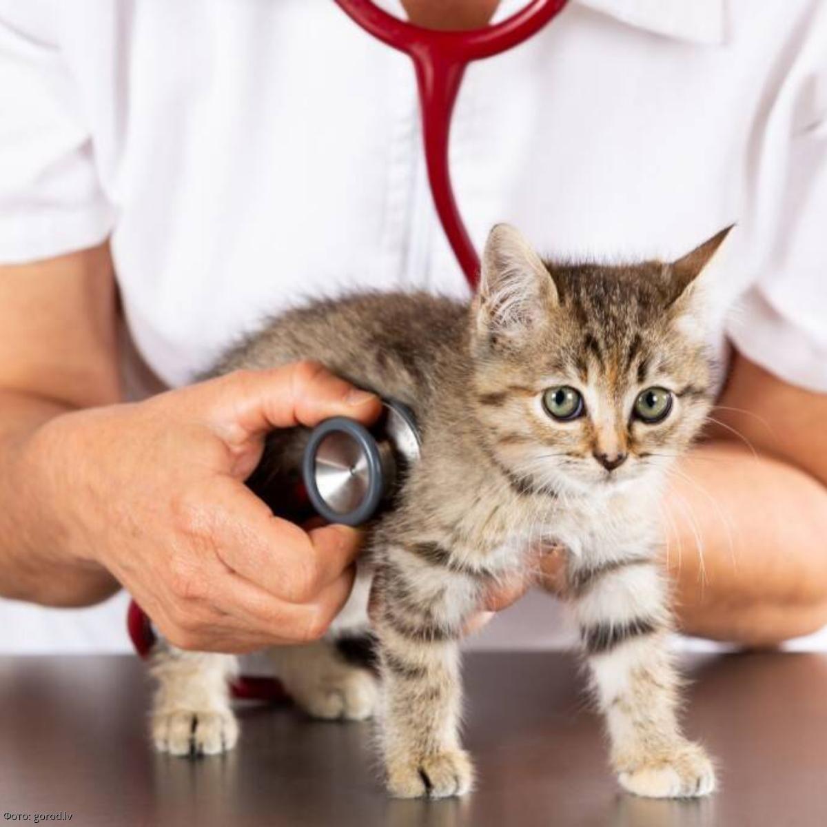 Адская кошка с джексоном гэлакси. Фелинолог. Фелинология наука о кошках. Выставка кошек животных в приюте. Фелинология кошек.