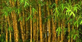 Ученые говорят, что над китайским бамбуком сгущаются темные тучи