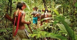 Откуда взялась чудесная плодородная почва в тропических лесах Амазонки?