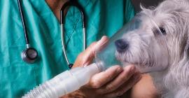 Загадочное заболевание, напоминающее пневмонию, убивает собак в США