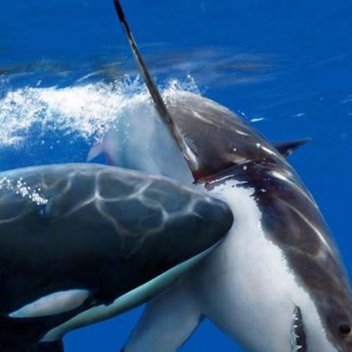 Нападение косатки: ДНК туши акулы раскрывает драму из морских глубин