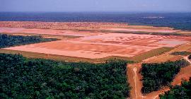 Эксперты предупреждают: тропические леса Амазонки могут исчезнуть к середине столетия