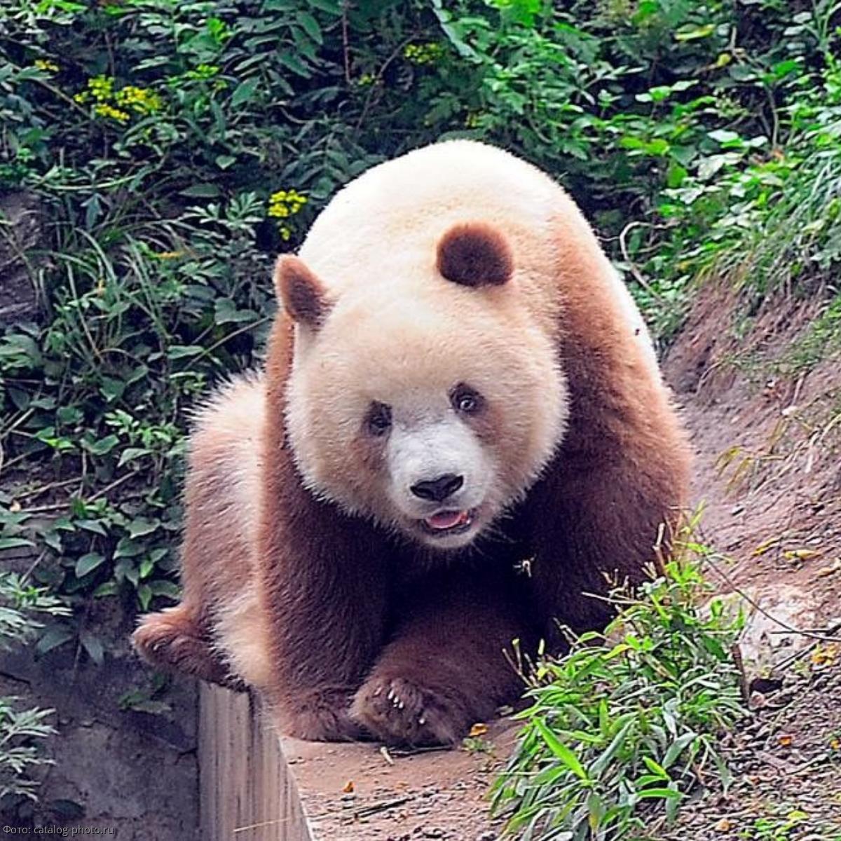 Китайским ученым удалось разгадать тайну окраса коричневых панд
