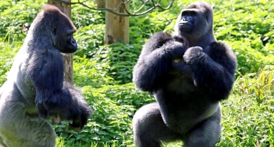 Кто сильнее медведь или горилла. Горилла самец и самка. Кто сильнее горилла или медведь. Кто сильнее горилла или медведь ответ. Горилла самец и самка сравнение.