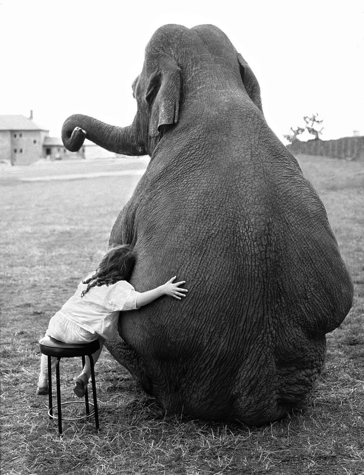 как слоны относятся к людям