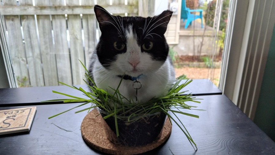кот трава