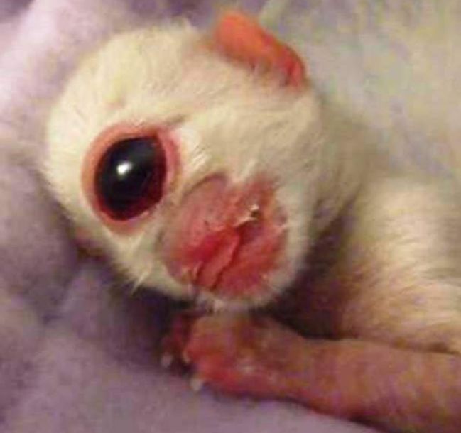 Котенок с одним глазом котенок