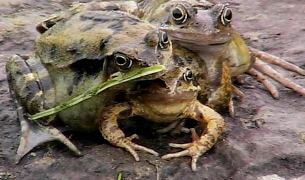 Лягушка с тремя головами земноводные