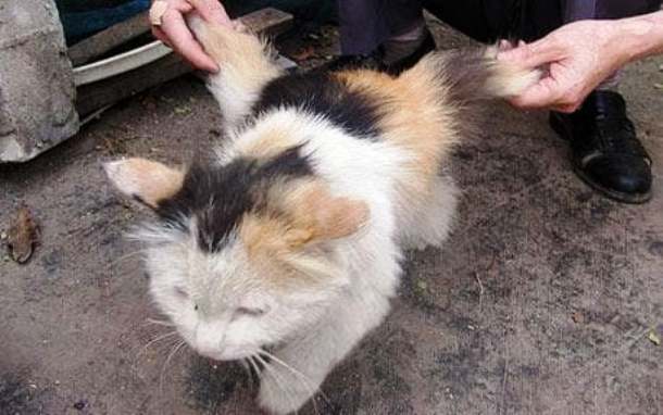 Кот с крыльями животное