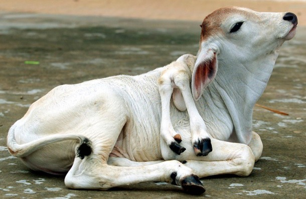 Корова с шестью ногами животное