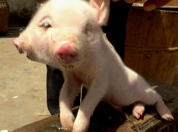 Свинья с двумя головами поросенок