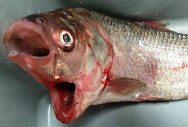 Рыба с двумя ртами мутант