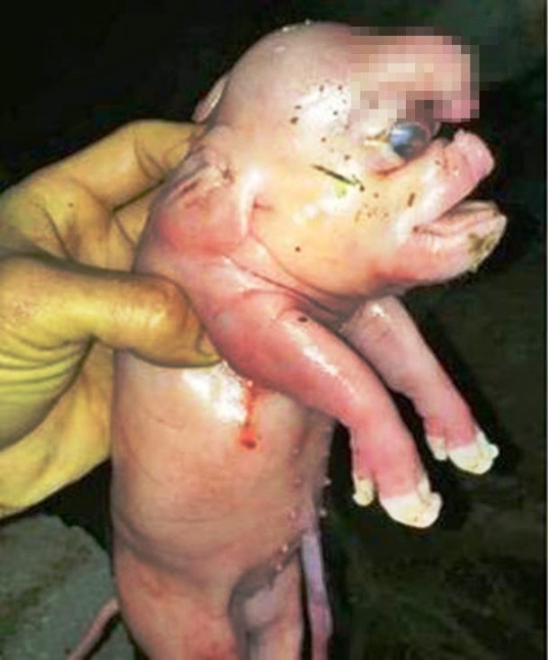 Свинья с пенисом на голове мутант