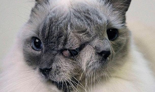 Кошка с двумя лицами кот