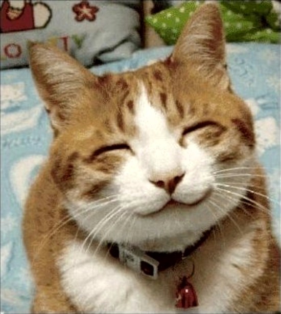 почему коты улыбаются