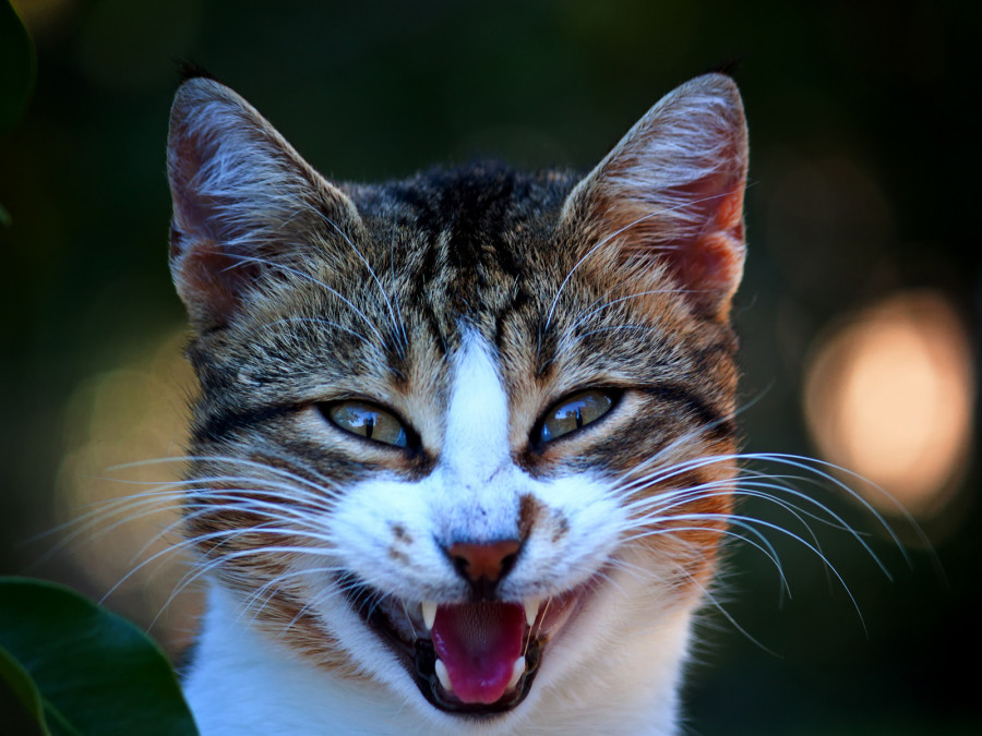 улыбающийся кот порода