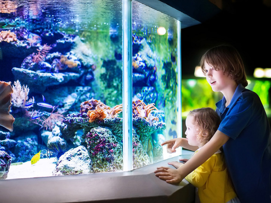 Люди возле аквариума мальчики