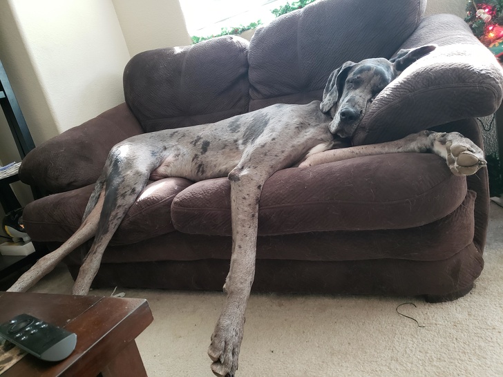 большая собака спит на диване 