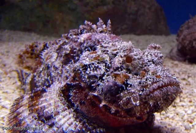 блюдо из рыбы-камня рыба-камень