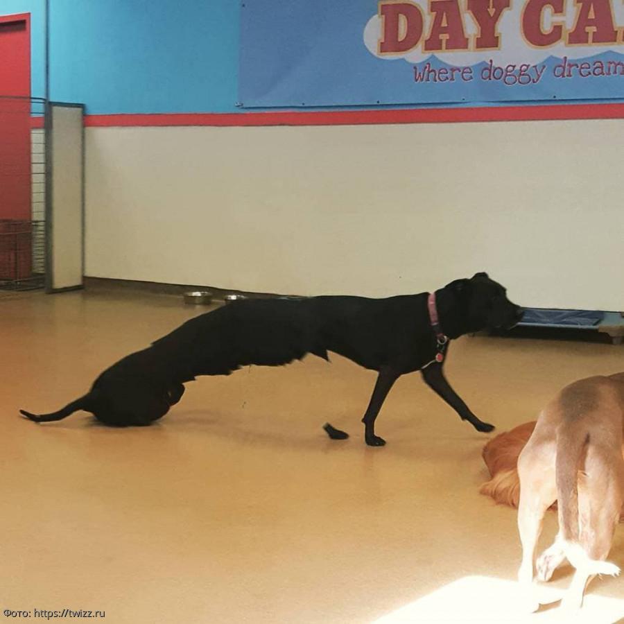 забавные фото собак